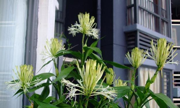 打造绿色家居的好选择——富贵竹养殖方法（家居绿植之首选，绿化生活新方式；）