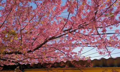 冬日色彩缤纷花的盛宴（赏冬花之美，留住心灵的温暖）
