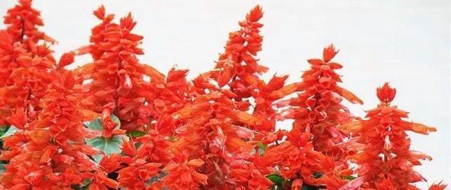 红花语世界（探寻红色花卉的丰富内涵）