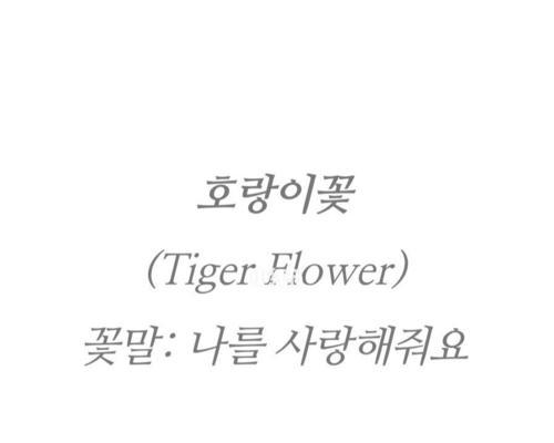 老虎花的花语（探究老虎花所代表的含义与象征）