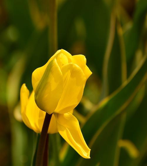 代表友谊的花语花（以蓝色风信子为例，探究花语花的文化内涵）