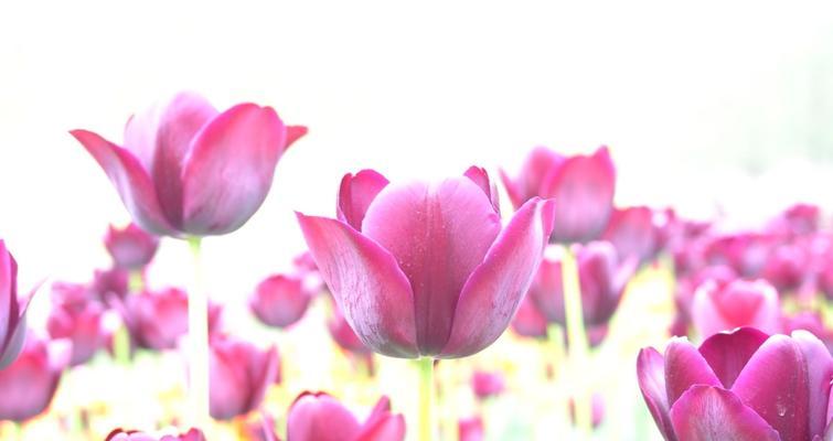 代表友谊的花语花（以蓝色风信子为例，探究花语花的文化内涵）