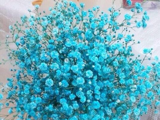 满天星的花语——传递着爱与希望的花朵（散发着浪漫的香气，抒发着内心的情感）