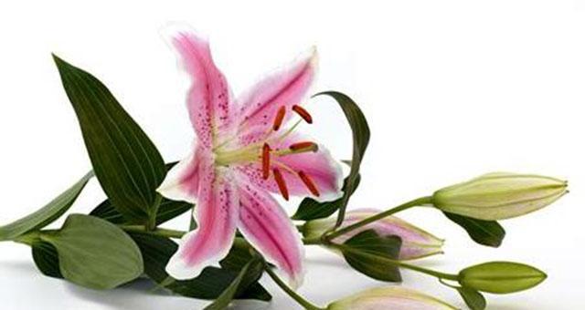 黄百合花语（鲜花中的礼仪之花）