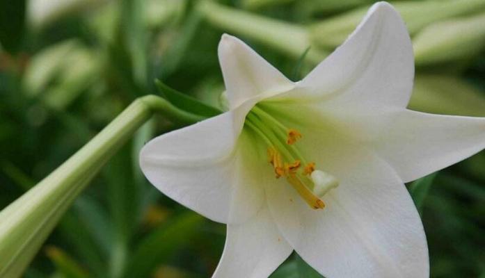 解读白百合的花语（寓意深远的花朵）