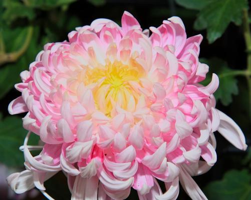 菊花的寓意和象征意义（探秘菊花在文化中的地位和意义）