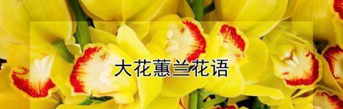 碧玉兰的花语与文化背景（传承千年的文化符号与美丽寓意）