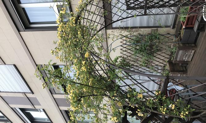 君子兰的花语及其象征意义（探寻君子兰花语的深层涵义，了解其独特的象征意义）