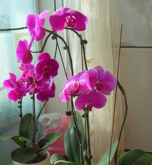 蝴蝶兰的花语（探秘蝴蝶兰传递的意义）