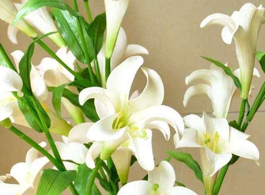 白百合花语——芬芳静美的象征（探寻白百合的花语及文化内涵）