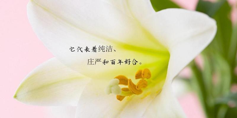 白百合花语——芬芳静美的象征（探寻白百合的花语及文化内涵）