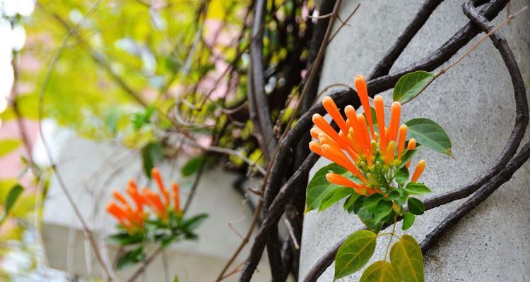 炮仗花的花语（探寻炮仗花的奥秘及其象征意义）