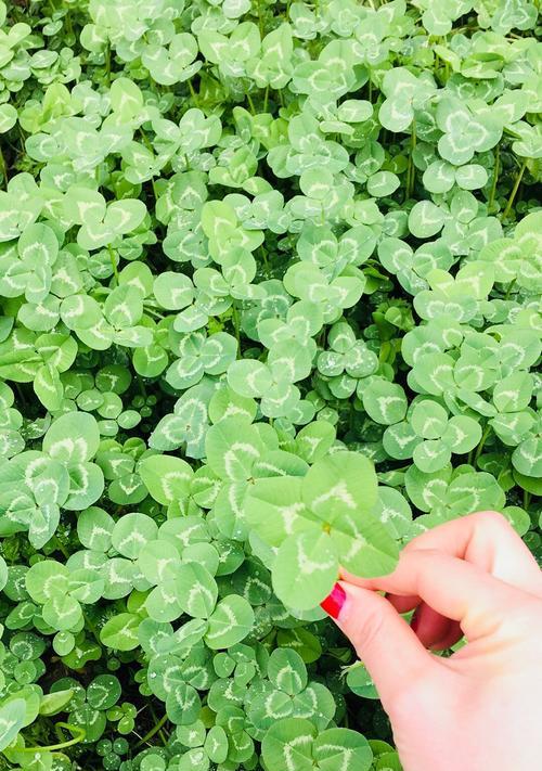 四叶草的花语和传说（探究幸运之草的神秘面纱）