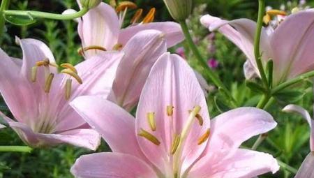 香水百合之花语与寓意（揭秘花王国的神秘密码，告诉你百合花的真正意义）