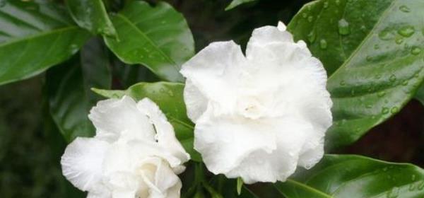 探寻栀子花的真正花语（一朵花的背后故事、真实的心声和寓意）