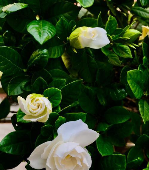 探寻栀子花的真正花语（一朵花的背后故事、真实的心声和寓意）