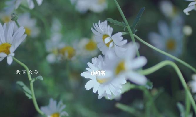 各色雏菊花语大揭秘（探究不同颜色雏菊所代表的寓意与情感）