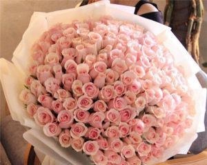 99朵粉色玫瑰花的代表意义（传达浪漫、感激和真挚情感的浪漫表达）