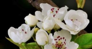 梨花，花香氤氲的爱情之花（探究梨花的花语与象征意义，领略爱情的美好）