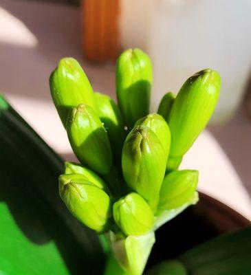 探秘君子兰的花语与象征（君子兰代表什么？解读君子兰的深层意义）