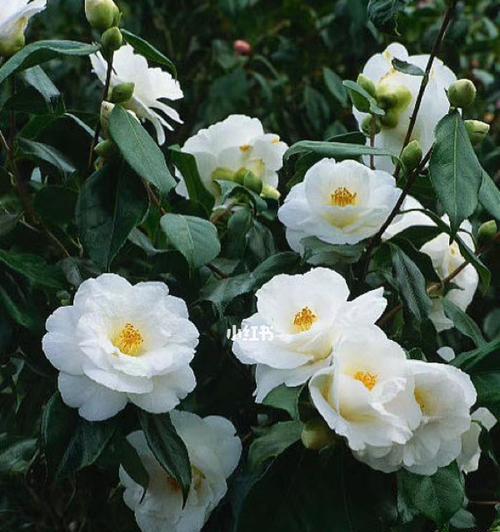 白茶花——恬静优雅的花语（品味白茶花的深意，悟出生命之美）