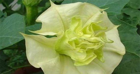 曼陀罗花语的深意（探寻曼陀罗的神秘世界）