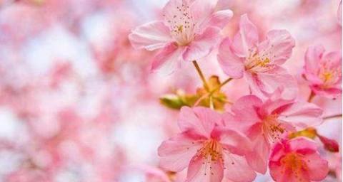 探秘桃花花语的意义（解析桃花花语的深层寓意，了解花儿传达的信息）