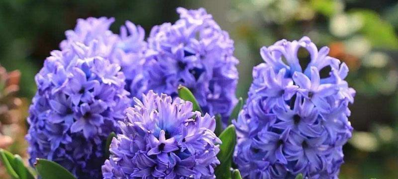 蓝色风信子的花语与含义（蓝色风信子的深刻含义和象征）