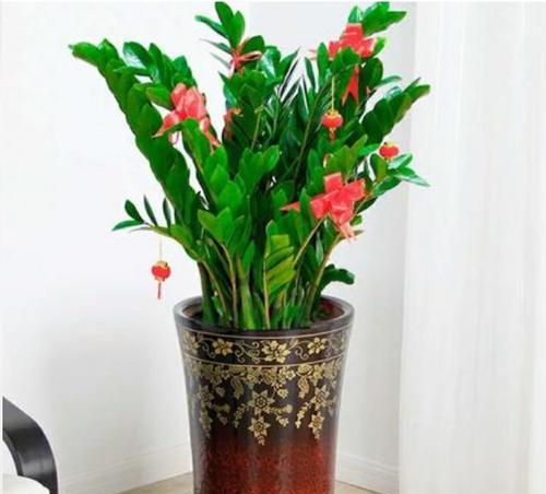 如何成功养殖金钱树（学会正确的种植技巧，让你的财运蒸蒸日上）