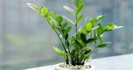 如何成功养殖金钱树（学会正确的种植技巧，让你的财运蒸蒸日上）