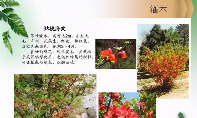 探秘常见灌木植物世界（了解灌木的种类与特点，走进自然的美妙之门）