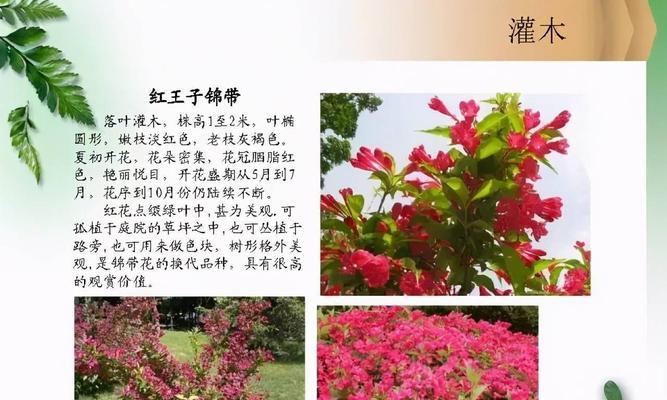 探秘常见灌木植物世界（了解灌木的种类与特点，走进自然的美妙之门）