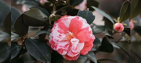 红山茶花的养殖方法与注意事项（打造优美花园，享受花海盛宴）
