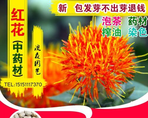 如何栽植和养护藏红花和朱槿红花（从种植到开花全过程、专家实践经验分享）
