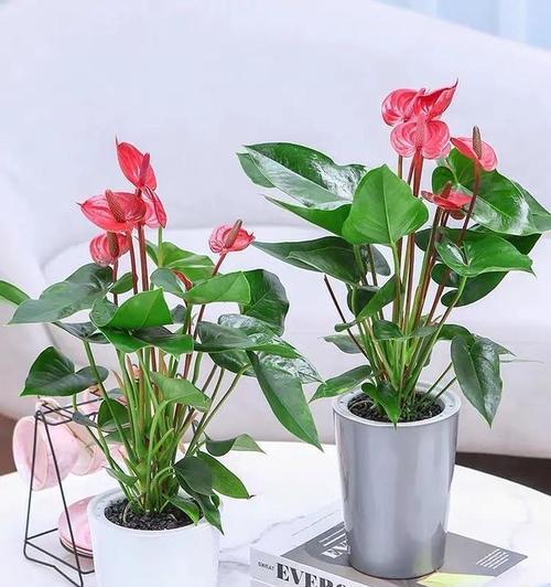 如何栽植和养护藏红花和朱槿红花（从种植到开花全过程、专家实践经验分享）