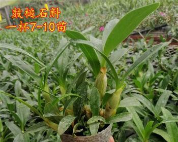 鼓槌石斛的养殖全攻略（如何培育叶面光滑、根系发达的品质鼓槌石斛）