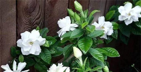 栀子花的栽培技术（打造漂亮的栀子花园，栽培要注意的关键点）