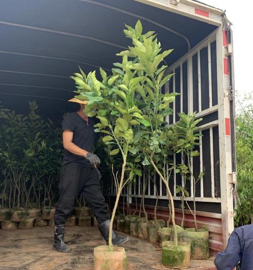 种植与养护芒果树——打造健康果园