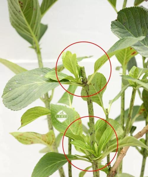盆栽花卉修剪，正确时机关键（如何把握盆栽花卉修剪的最佳时机？时机是关键）