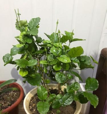 盆栽花卉修剪，正确时机关键（如何把握盆栽花卉修剪的最佳时机？时机是关键）