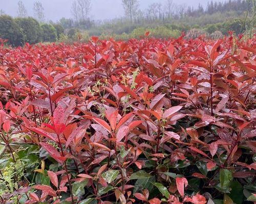 红叶石楠的种植与养护（打造优美庭院的方法，红叶石楠种植攻略）
