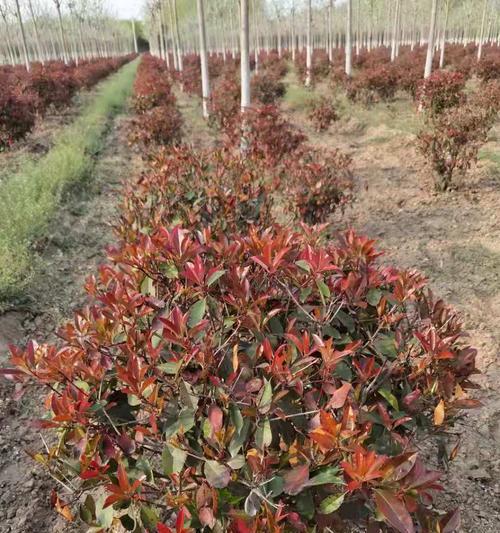 红叶石楠的种植与养护（打造优美庭院的方法，红叶石楠种植攻略）