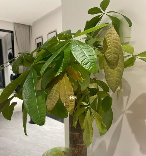 养发财树的秘密（宝贵经验分享，让您的发财树茁壮成长）
