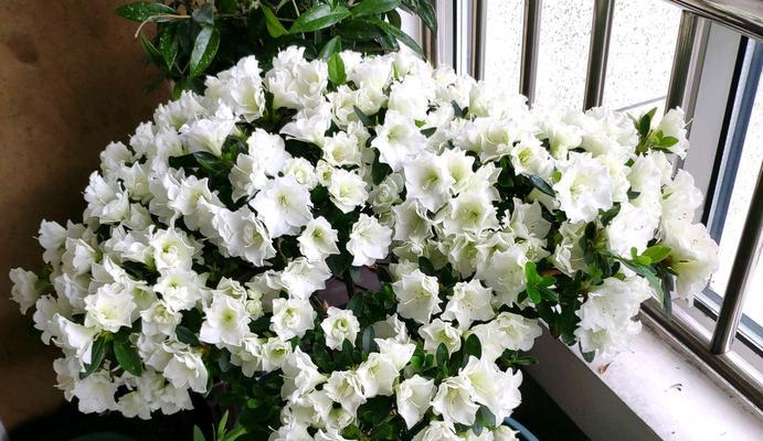 家里放杜鹃花好不好？（打造家居小清新，杜鹃花是你不二选择！）