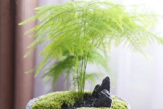 文竹的水培养殖方法与注意事项（清新简约的室内绿植——文竹，水培养殖，让生活更美好）