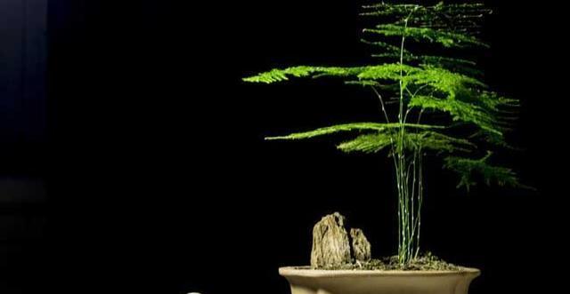 文竹的水培养殖方法与注意事项（清新简约的室内绿植——文竹，水培养殖，让生活更美好）