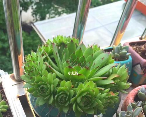 观音莲品种多肉的养护与繁殖（从入门到高级，品类繁多，容易入手的多肉植物）