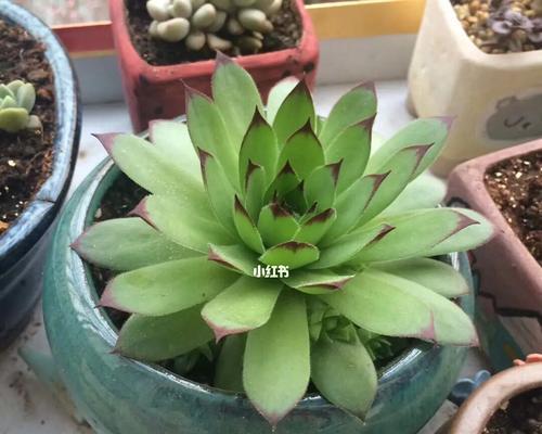 观音莲品种多肉的养护与繁殖（从入门到高级，品类繁多，容易入手的多肉植物）