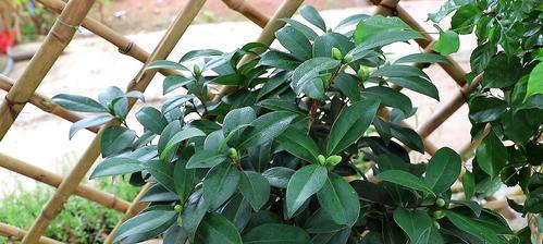 茶花掉叶子的原因及处理方法（探究茶花掉叶子的诱因，实用技巧帮你解决问题）