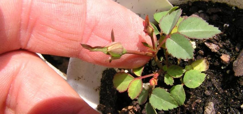如何成功养护月季花？（月季花的养殖方法和繁殖技巧）